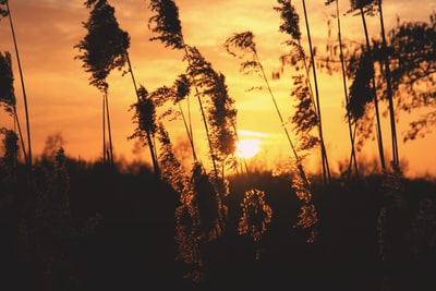 在夕阳浅焦点摄影的植物

